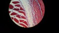 /album/fotos-microscopio/a11350796-10152991621206696-1594645785730212057-n-1-jpg/